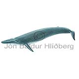 Blue Whale - Balanoptera musculus - Whales - Cetacea