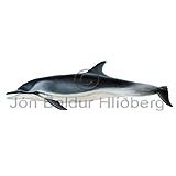 Striped Dolphin - Stenella coerualba - Whales - Cetacea