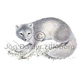 Arctic fox - Alopex lagopus - Carnivores - canidae