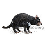 Tasmanian devil - Sarcophilus harrisii - Marsupials - Dasyuromorphia