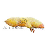 Pokamoldvarpa - Notoryctes typhlops - Pokadyr - Pokamoldvorpur