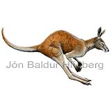 Rauðkengúra - Macropus rufus - Pokadyr - pokagrasbitar