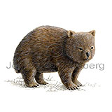 Common wombat - Vambatus ursinus - Marsupials - diprotodontia