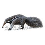 Giant anteater - Myrmecophaga tridactyla - othermammals - xenarthra