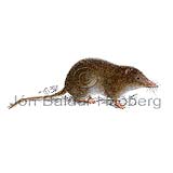 Eurasian shrew - Sorex araneus - othermammals - Insectivora