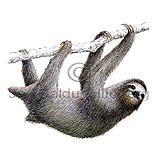 Three toed sloth - Bradypus variegatus - othermammals - xenarthra