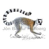 Skrautrófulemúri - Lemur catta - fremdardyr - fremdardyr