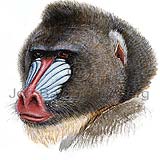 Mandrill - Mandrillus sphinx - primates - primates
