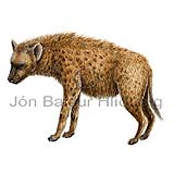 Spotted hyena - Crocuta crocuta - Carnivores - hyanidae