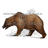 Skógarbjörn - Ursus arctos - randyr - Birnir