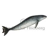 Leopard seal - Hydruga leptonyx - Carnivores - Pinnipedia