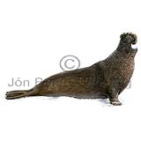 Northern elephant seal - Mirounga anguirostris - Seals - Pinnipedia