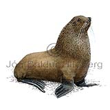 Antarctic fur seal - Arctocephalus gazella - Seals - Pinnipedia