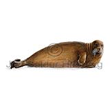 Bearded seal - Erignathus barbatus - Seals - Pinnipedia