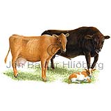 Cattle - Bos - Herbivores - Artiodactyla