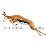 Springbok - Antidorcas marsupialis - Herbivores - Artiodactyla