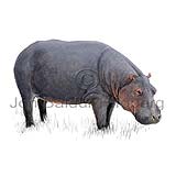 Flóðhestur - Hippopotamus amphibius - grasbitar - Klaufdýr