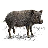 Wild boar - Sus scrofa - Herbivores - Artiodactyla