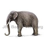Asíufíll - Elephas maximus - grasbitar - ranadyr