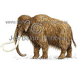 Loðfíll - Mammuthus primigenius - grasbitar - ranadyr