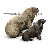 Walrus - Odobenus rosmarus - Seals - Pinnipedia