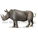 Black rhinoceros - Diceros bicornis - Herbivores - Perissodactyla