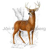 Virginuhjrtur - Odocoileus viginianus - grasbitar - Klaufdr