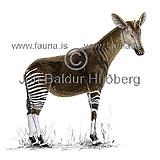 Okapi - Okapia johnstoni - Herbivores - Artiodactyla