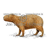Capybara - Hydrochaeris hydrochaeris - rodents - Rodentia
