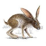 Black tailed jack rabbit - Lepus californicus - Herbivores - Lagomorpha