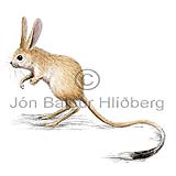 Four toed jerboa - Allactaga tetradactyla - rodents - Rodentia