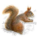 Eurasian red squirrel - Sciurus vulgaris - rodents - Rodentia