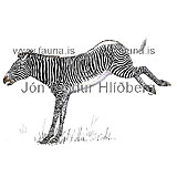 Grevy´s zebra - Equus grevyi - Herbivores - Perissodactyla