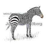 Fjallasebra - Equus zebra - grasbitar - hofdyr