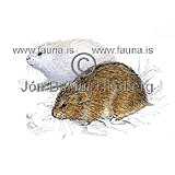 Collared lemming - Dicrostonyx torquatus - rodents - Rodentia
