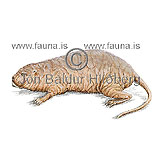 Naked mole rat - Heterocephalus glaber - rodents - Rodentia