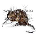 Coypu - Myocastor coypus - rodents - Rodentia