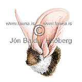 Blettablaka - Euderma maculatus - onnurspendyr - Leðurblökur