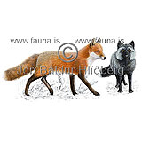 Red fox  - Vulpes vulpes - Carnivores - canidae