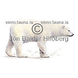 Polar bear - Ursus maritimus - Carnivores - ursidae
