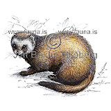 Ferret - Mustela furo - Carnivores - mustelidae