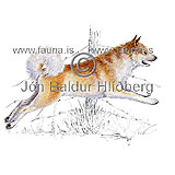 Dog, Icelandic - Canis familiaris - Carnivores - canidae