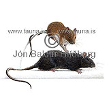 Black rat - Rattus rattus - rodents - Rodentia
