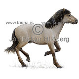Hestur -Konig - Equus caballus - grasbitar - hofdyr