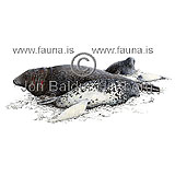 Grey Seal - Halicoerus gryphus - Seals - Pinnipedia
