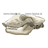 Grey Seal - Halicoerus gryphus - Seals - Pinnipedia