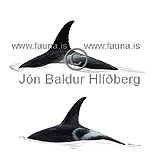Háhyrningur - Orcinus orca - hvalir - Hvalir