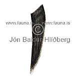 Hnúfubakur - Megaptera novaeangliae - hvalir - Hvalir