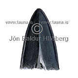 Minke Whale - Balanoptera acurostrata - Whales - Cetacea