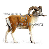 Wild Sheep - Argali - Ovis Ammon - Herbivores - Artiodactyla